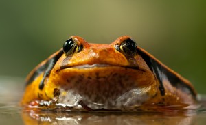 frog-208591